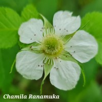 Rubus rosifolius Sm.